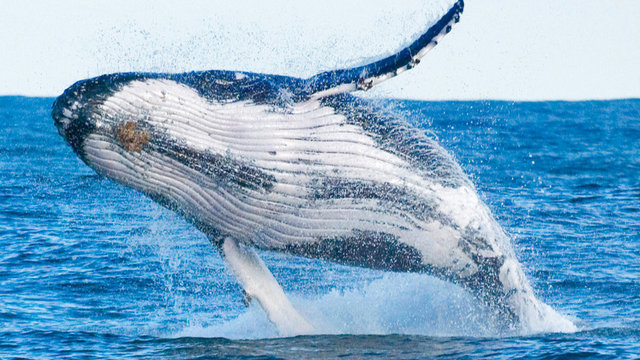 Gold Coast Wildlife Encounters