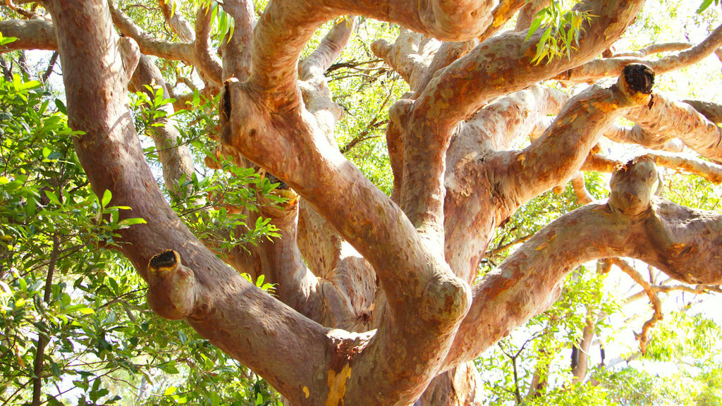 Angophora trees Angophora trees