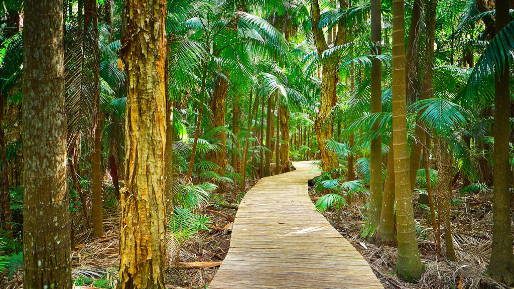 Byron Bay boardwalk. Byron Bay boardwalk.