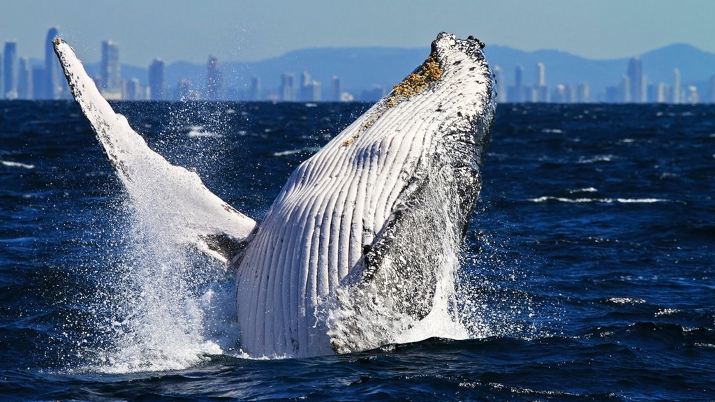 Things to do in Coolangatta Things to do in Coolangatta