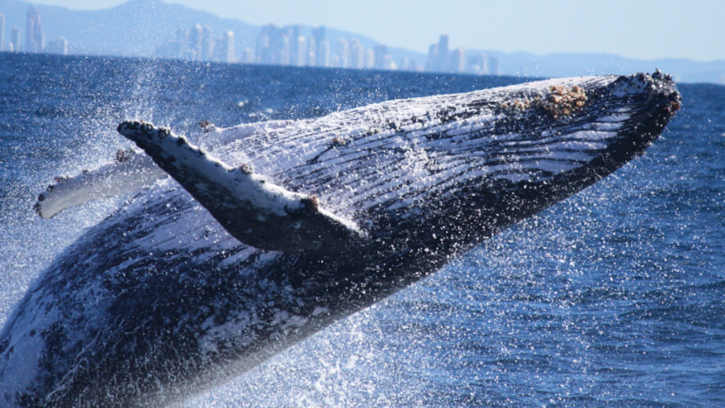Whale watching Gold Coast Whale watching Gold Coast