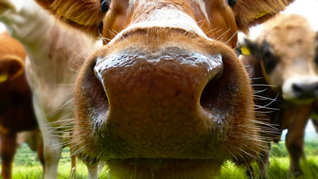 Bellingen cow Bellingen cow