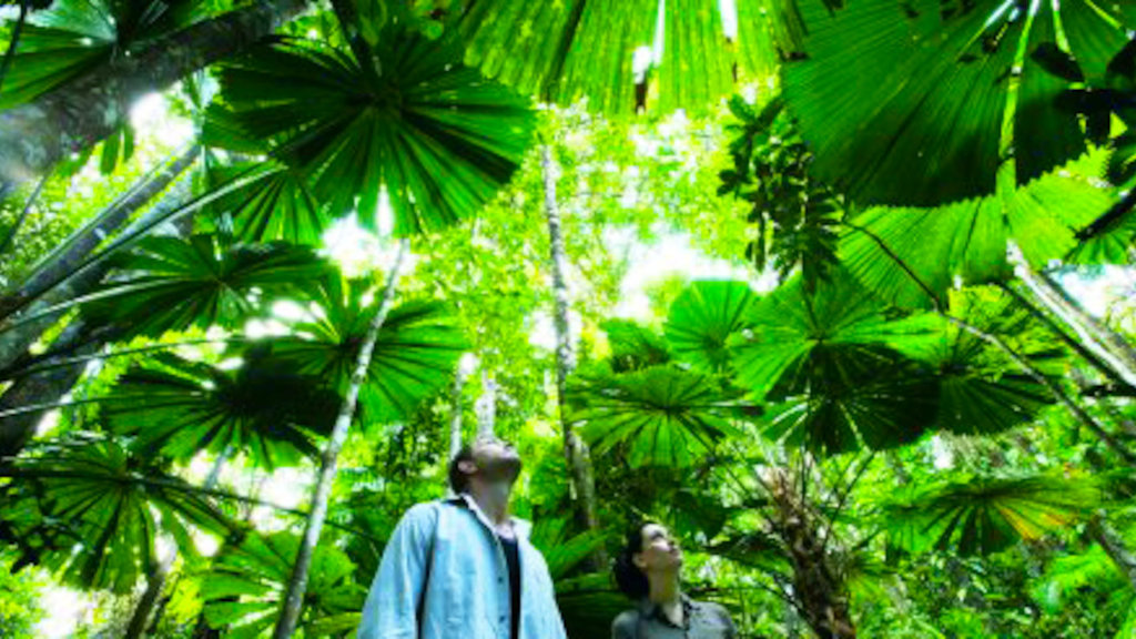 Daintree rainforest Daintree rainforest