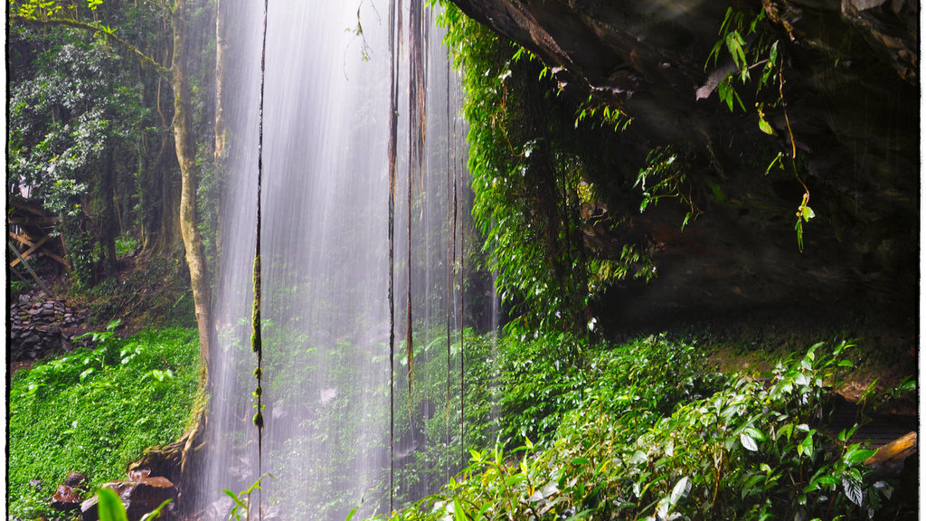Curtain Falls, Dorrigo National Park Curtain Falls, Dorrigo National Park
