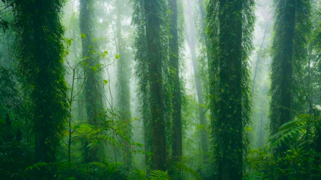 Dorrigo National Park Dorrigo National Park
