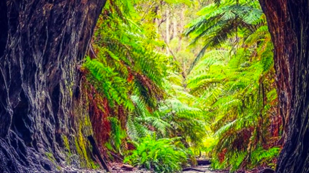 Glow Worm Tunnel, Wollemi National Park, Australia Glow Worm Tunnel, Wollemi National Park, Australia