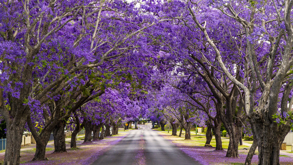 Jacarandas in Grafton Jacarandas in Grafton