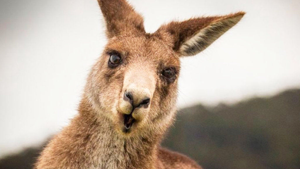 Kangaroo at Hat Head National Park Kangaroo at Hat Head National Park