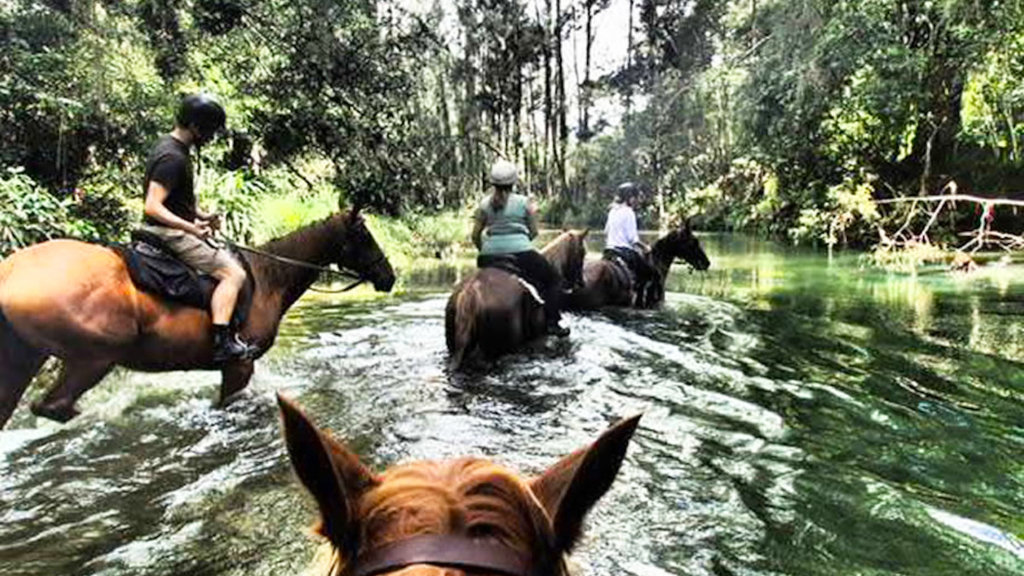 Horse Riding in Bellingen Horse Riding in Bellingen