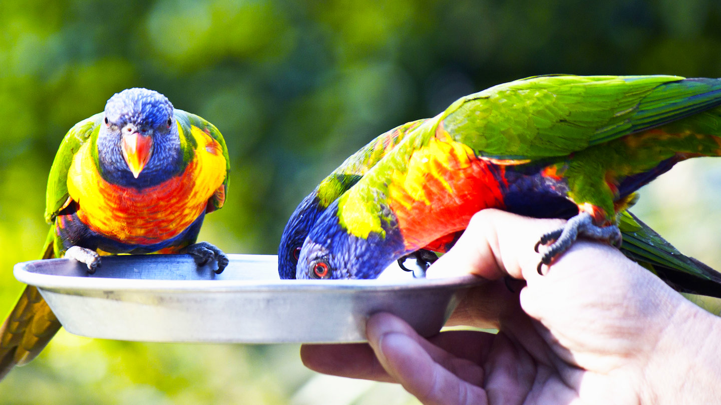 Gold Coast Wildlife Encounters