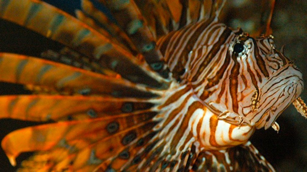 Solitary Islands Aquarium Solitary Islands Aquarium