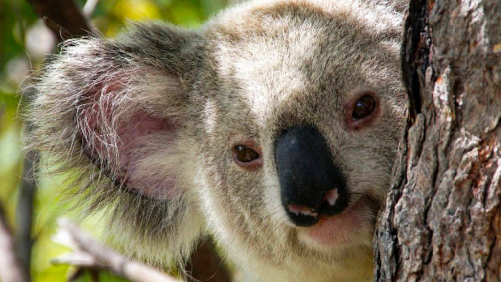 Koala on Magnetic Island Koala on Magnetic Island