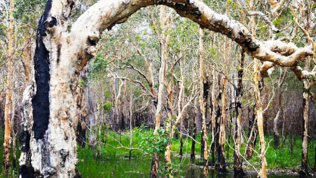 Wetlands, Yuraygir National Park Wetlands, Yuraygir National Park