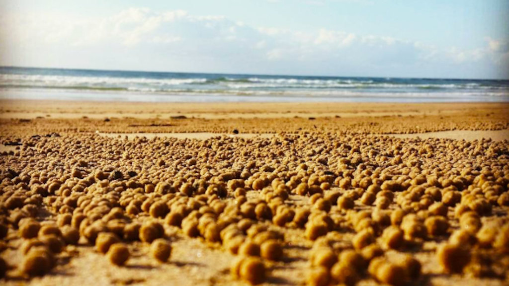 Soldier crab balls, Yuraygir National Park Soldier crab balls, Yuraygir National Park